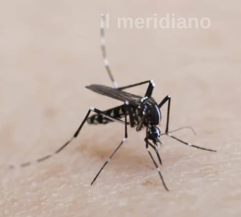 foto tratta dalla pagina facebook del Comune di Monfalcone
