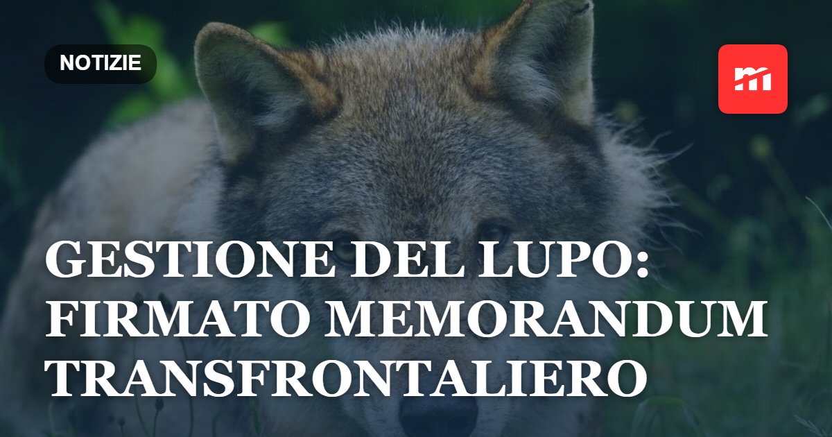 Gestione del lupo: firmato memorandum transfrontaliero per l’arco alpino
